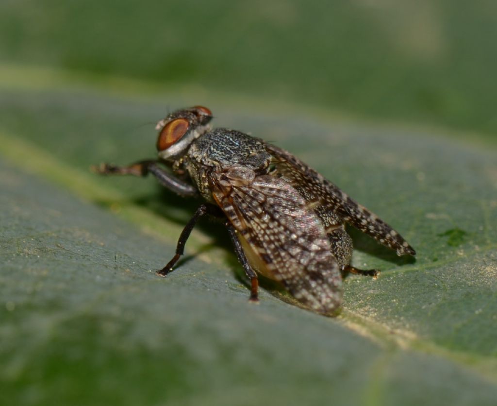 Platystomatidae: Platystoma sp.